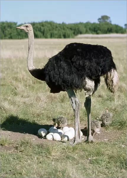 Ostrich - male at nest with eggs & chicks