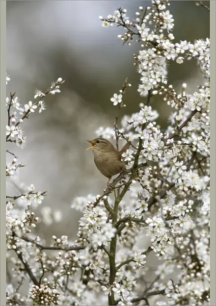 Wren - Singing In Blackthorn blossom, Spring Norfolk UK