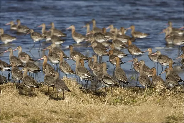 Black-tailed Godwit -Flock at Welny early spring - March Norfolk