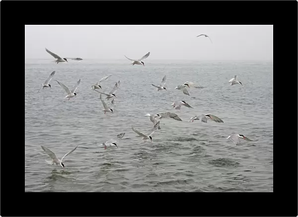 Commom Tern - Diving for whitebait - Norfolk UK