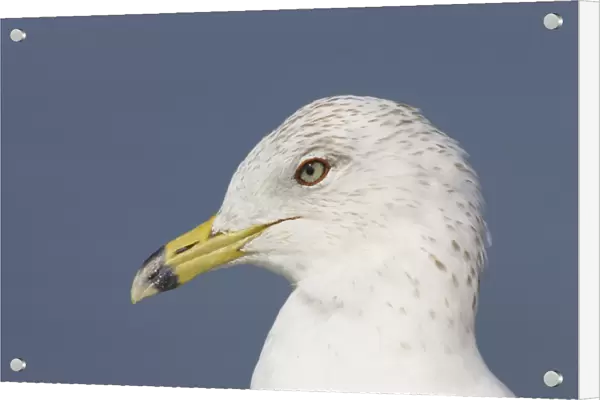 Ring-Billed Gull - head shot winter plumage Fort de Soto, florida, USA BI000530