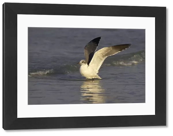 Laughing Gull - flapping wings Fort Myers Beach, florida, USA BI000527