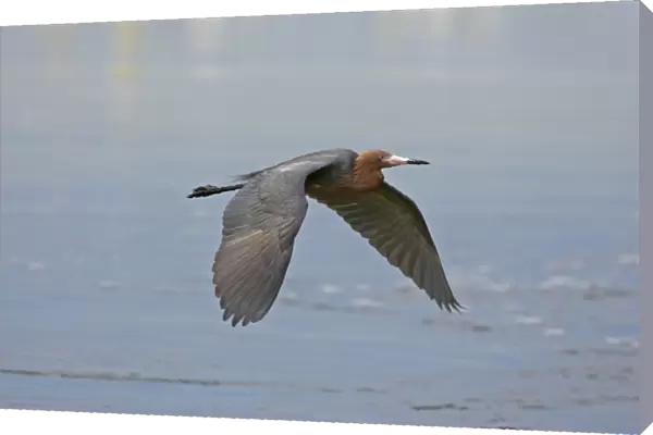 Reddish Egret - in flight Ding Darling NWR, florida, USA BI000384
