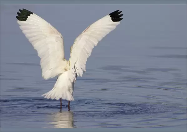 White Ibis - wing flap after washing Merrit Island NWR, florida, USA BI000903