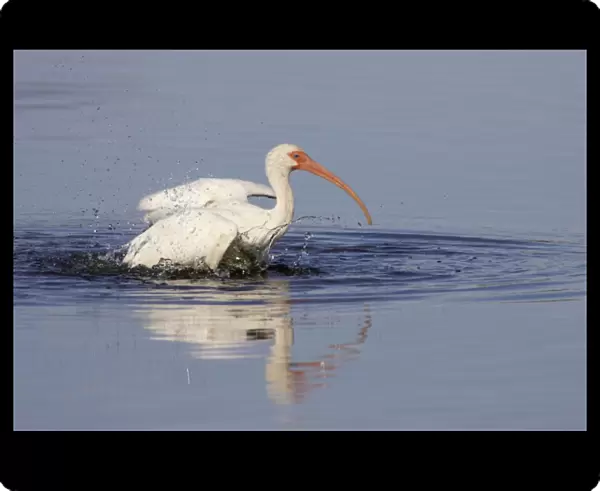White Ibis - washing Merrit Island NWR, florida, USA BI000900