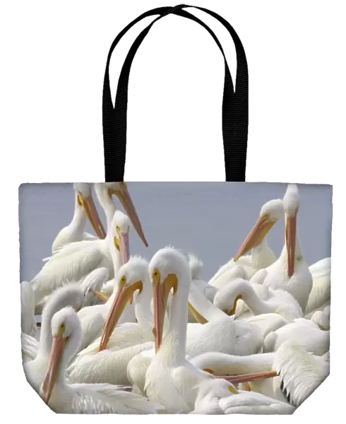 American White Pelican - group Ding Darling NWR, florida, USA BI001070