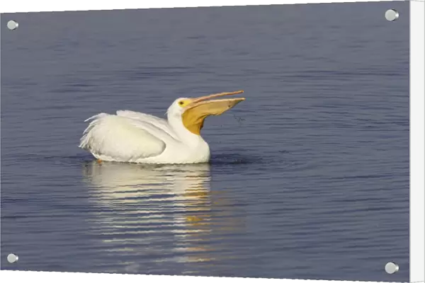 American White Pelican - fishing Ding Darling NWR, florida, USA BI001007
