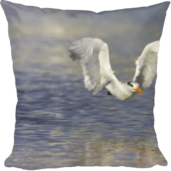 Royal Tern taking off from water. Fort Myers Beach, florida, USA BI001670
