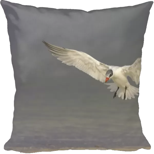 Caspian Tern coming in to land. Fort de Soto, florida, USA BI001648