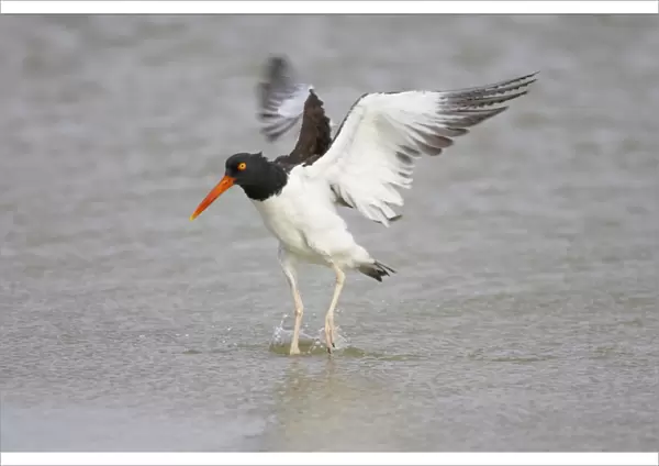 American Oystercatcher wing flapping after washing. Fort de Soto, florida, USA BI001941