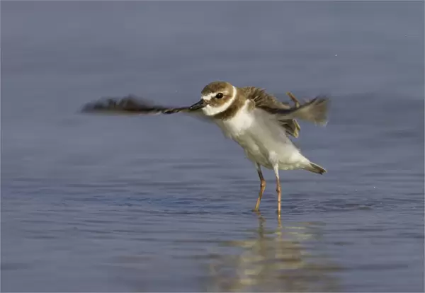 Wilson's Plover - wing flapping after washing, Fort de Soto, florida, USA BI002001