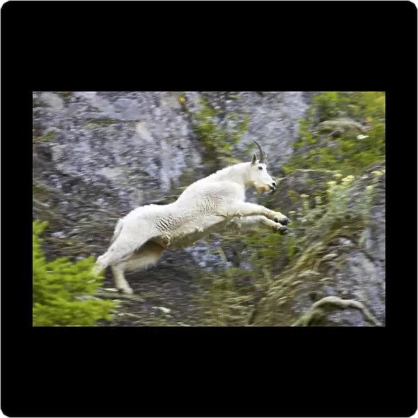 Mountain Goat - Leaping across cliff face Olympic National Park, Washington State, USA MA000375