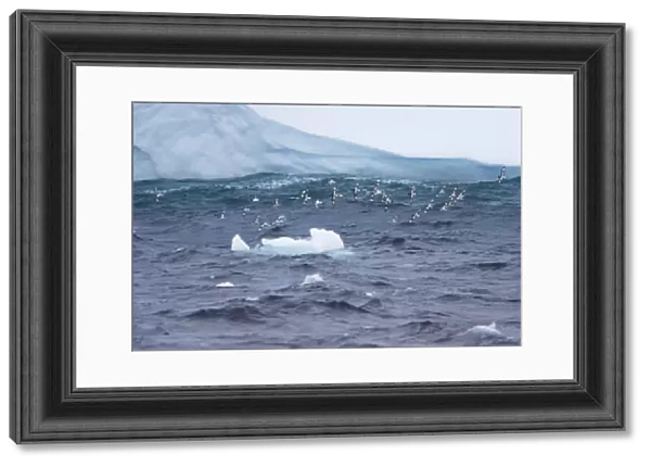 Pintado or Cape Petrel - Flock in flight near iceberg South Orkney Islands, Antarctica. BI007425