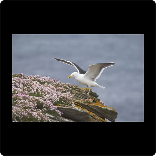 Great Black-Backed Gull - On thrift covered cliff top Noss National Nature Reserve, Shetland, UK BI010775