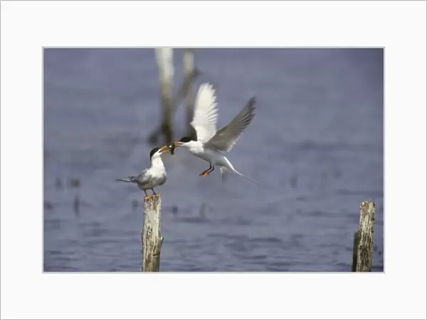 Forster's Tern - Courtship Food Pass New Jersey, USA BI006908