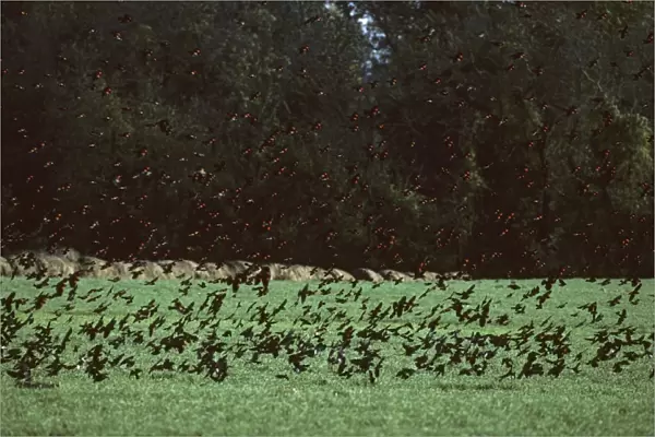 Red Winged Blackbird - Winter Feeding Flock Delaware, USA BI006883