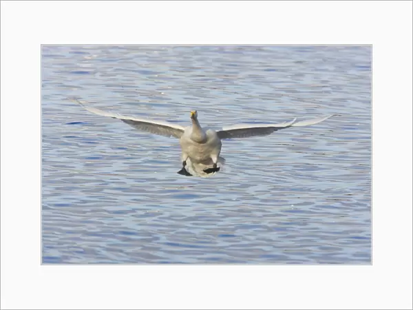 Whooper Swans - Coming in to land Olor cygnus WWT Martin Mere Lanacashire, UK BI013222