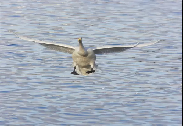 Whooper Swans - Coming in to land Olor cygnus WWT Martin Mere Lanacashire, UK BI013222