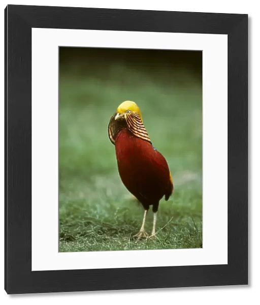 Golden Pheasant Norfolk Wildlife Park Norfolk, UK BI006922