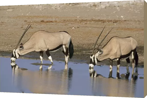 Gemsbok or Oryx - Drinking at Waterhole Etosha National Park, Namibia, Africa MA000805