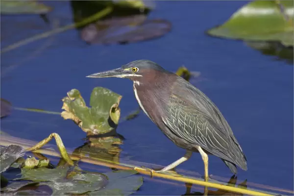 Green-backed Heron - Standing on reeds in water Everglades National Park, Florida, USA BI000685