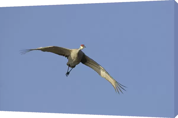 Sandhill Crane - In flight Lake Kissimee, Florida, USA BI000088
