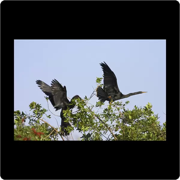 Anhingas  /  Snakebirds - In tree disputing territory Venice Rookery, Florida, USA BI000016