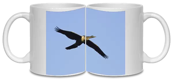 Anhinga  /  Snakebird - In Flight Venice Rookery, Florida, USA BI000015