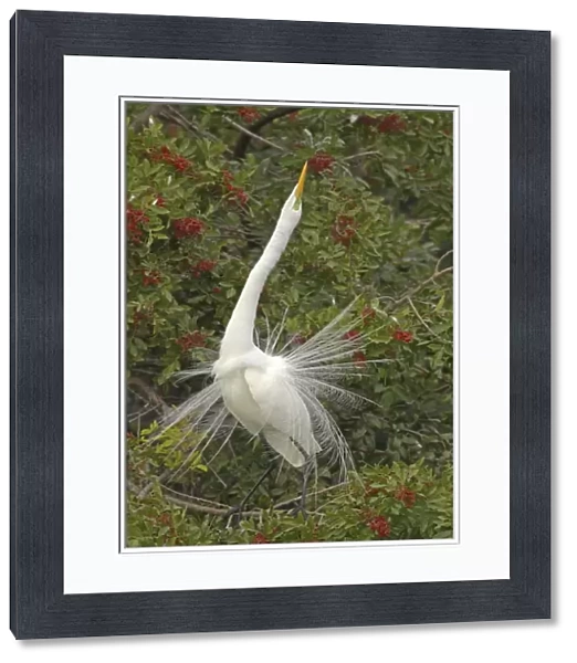 Great White Egret - Displaying in tree Venice Rookery, Florida, USA BI000195