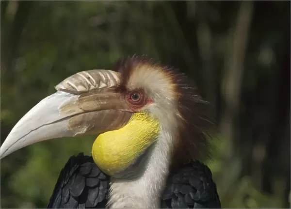 Plain-pouched Hornbill - Close up of head. Described as Vulnerable in the Red Data Book. Isolated populations in Myanmar, Thailand and Peninsular Malaysia. Inhabits mixed deciduous and dry evergreen and tropical wet forests