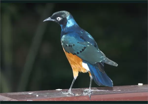 Superb Starling - A northeast African species inhabiting woodland, thornbushes, acacia, cultivated areas and towns. Sometimes around herds of animals. Gregarious