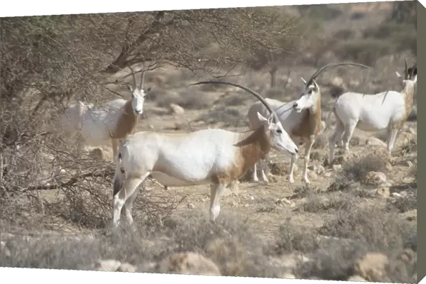 Scimitar Horned Oryx - Reintroduced to Bou Hedma National Park in 1993, Tunisia, North Africa