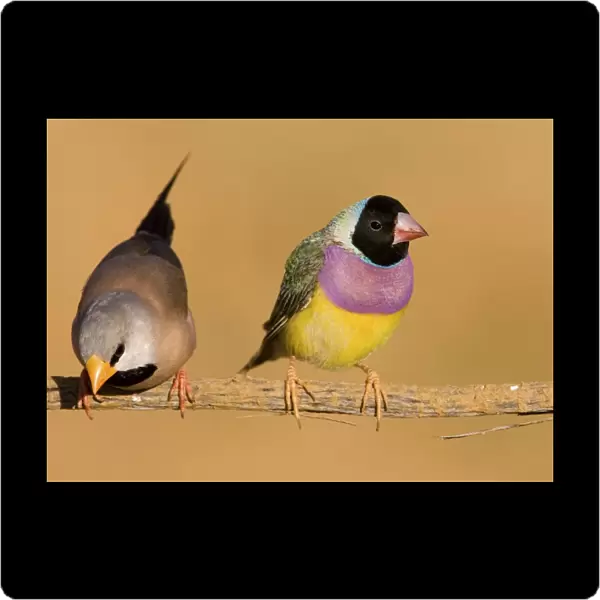 Gouldian Finch black-headed morph and Long-tailed Finch About 75% of the population are black-headed morphs. Gouldian Finches occur across the Top End from the Kimberley to the far north of Queensland but in much smaller numbers than