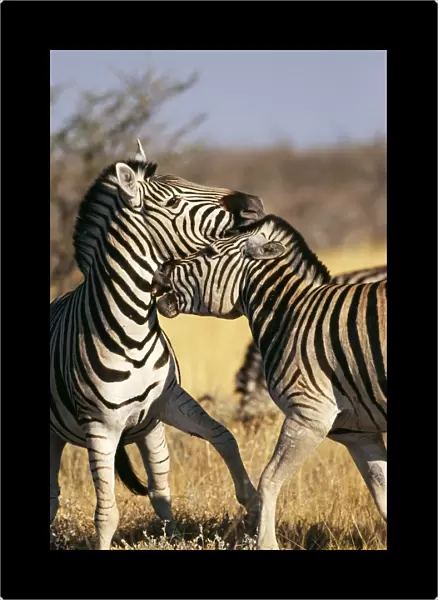 Common Zebra Etosha National Park, Namibia, Africa
