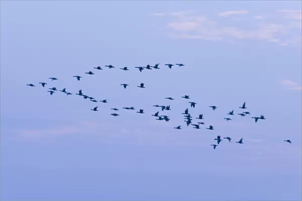 Greylag Geese Group in flight at dusk Norfolk UK