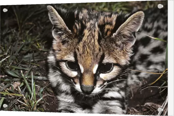 Ocelot, young -kitten Tropical America