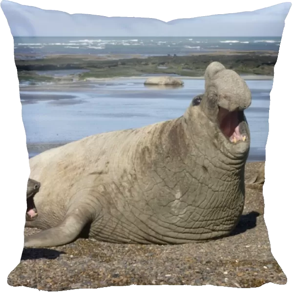 Southern Elephant Seal - Dominant male; female. Lesser males further back on the beach. Valdes Peninsula, Patagonia, Argentina