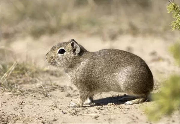 Lesser CAVY (local name: Cuis) Photographed in Patagonia, Argentina