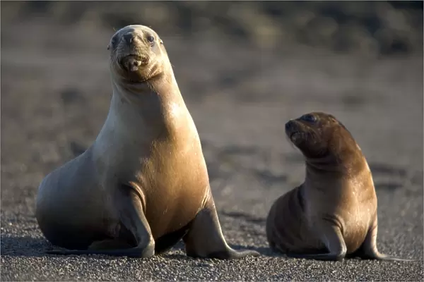 South American Sealion - Female and pup Coast of Patagonia, Argentina