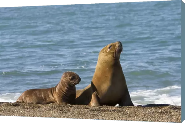 South American Sealion - Mother and pup Coast of Patagonia, Argentina