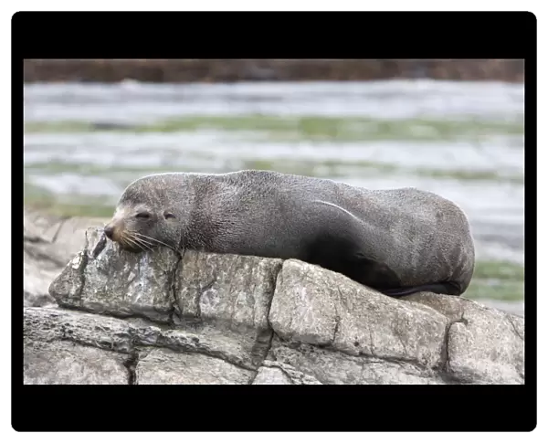 New Zealand Fur Seal - Young male resting on rocky shore. Photographed near Kaikoura - South Island - New Zealand