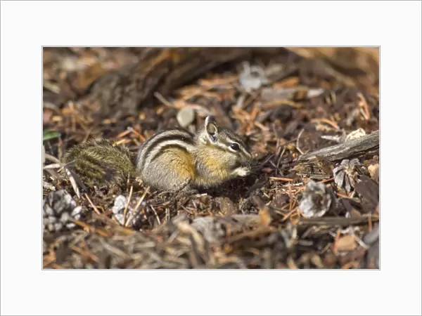Least Chipmunk Sitting up eating seed Yellowstone NP. USA