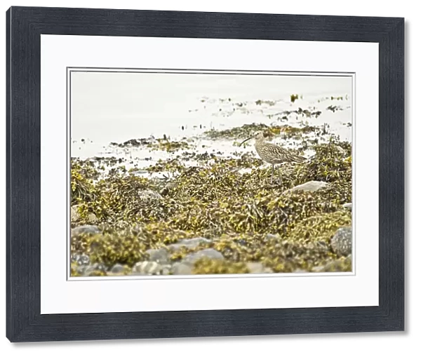 Curlew - Standing on sea weed - Sea loch, Mull, Scotland