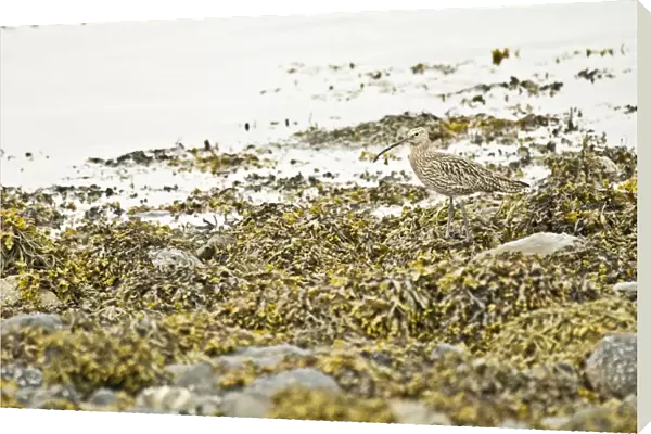 Curlew - Standing on sea weed - Sea loch, Mull, Scotland