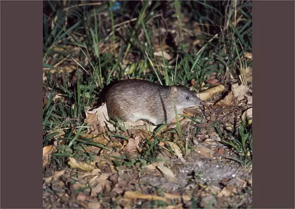 Common Short-nosed  /  Brown Bandicoot