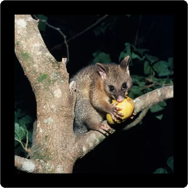 Brush-tailed Possum - eating in tree