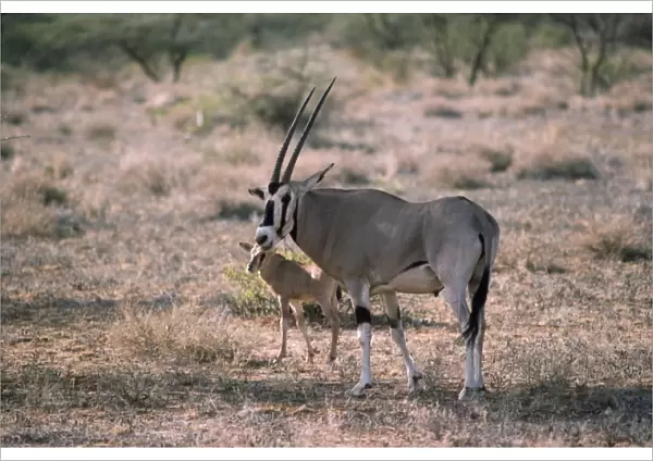 Beisa Oryx - with young