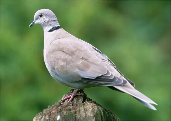 Collared Dove - On perch
