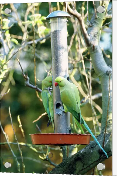 Ring-necked Parakeet - on bird feeder