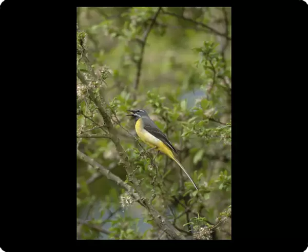 Grey Wagtail - Male perched on branch singing